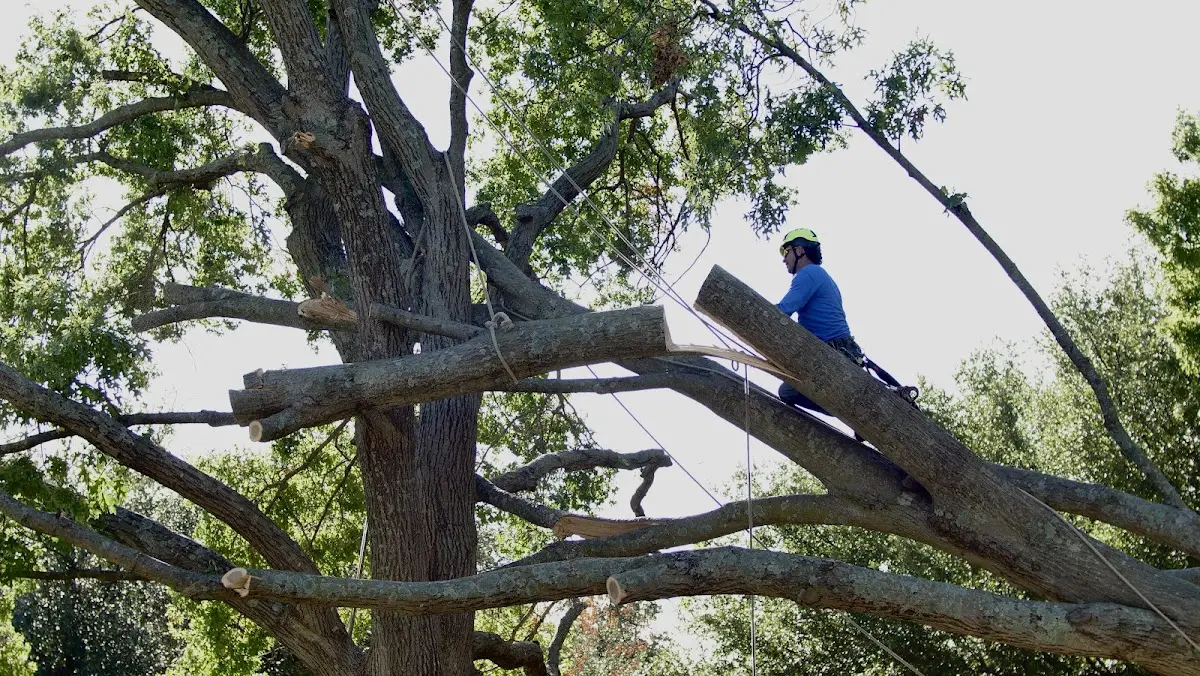 Professional Hazardous Tree Removal performed by certified arborists in South Britain