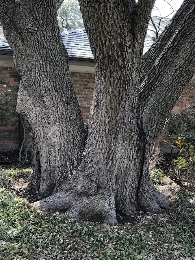 Mature heritage tree close to a South Britain property cared for by certified arborists